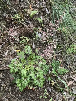 Palace Purple Coral Bells (Heuchera micrantha), mature form