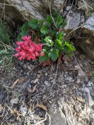 Coral bells / alumroot (Heuchera sanguinea), mature form