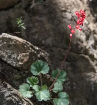 Coral bells / alumroot (Heuchera sanguinea), foliage