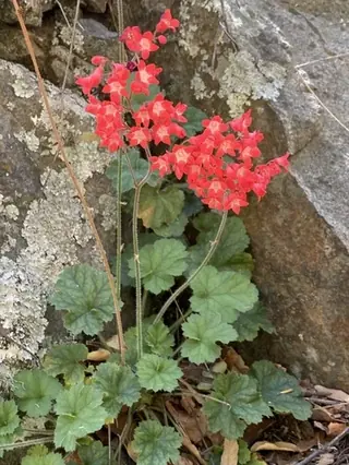 Coral bells / alumroot