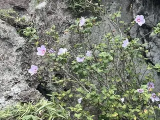 Rose of sharon
