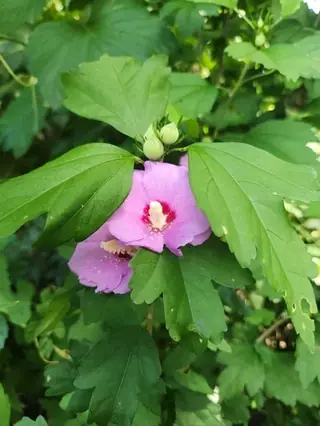 Rose of sharon (Hibiscus syriacus), foliage