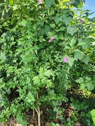 Rose of sharon (Hibiscus syriacus), mature form