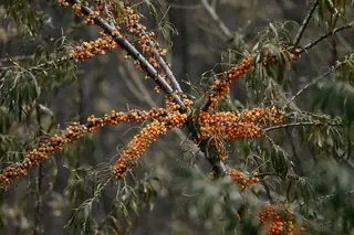 Sea buckthorn (Hippophae rhamnoides), foliage