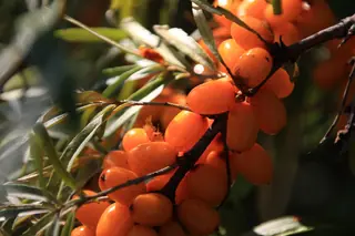 Sea buckthorn (Hippophae rhamnoides), habit