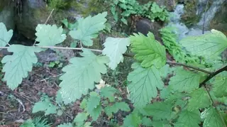 Rockspirea / mountain spray (Holodiscus dumosus), foliage