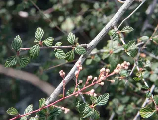 Rockspirea / mountain spray (Holodiscus dumosus), mature form