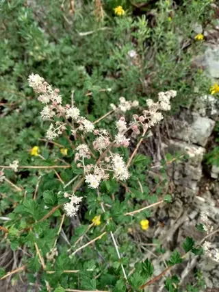 Rockspirea / mountain spray