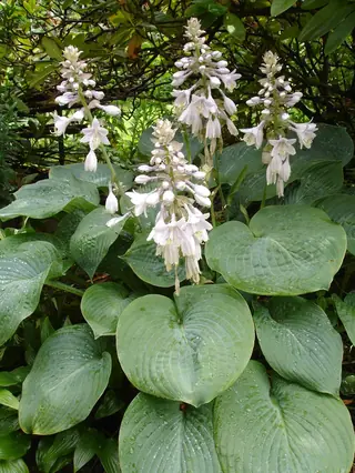Plantain lily (Hosta sieboldiana), mature form