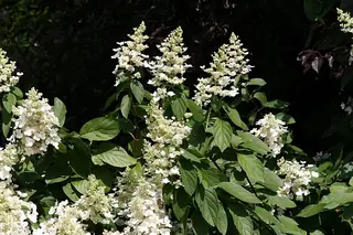 Panicle hydrangea (Hydrangea paniculata), mature form