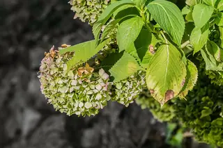 Panicle hydrangea (Hydrangea paniculata), bloom
