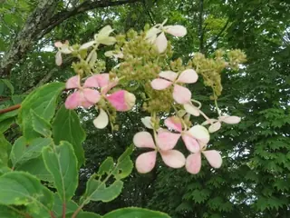 Panicle hydrangea
