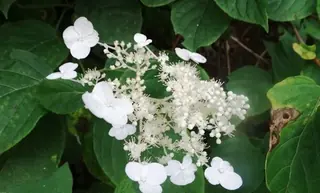 Panicle hydrangea (Hydrangea paniculata), foliage