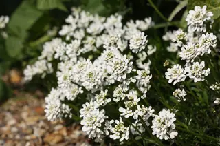 Evergreen candytuft (Iberis sempervirens), foliage