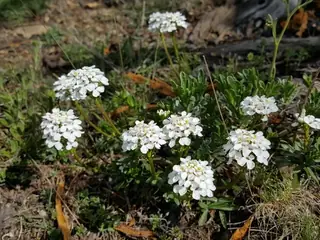 Evergreen candytuft