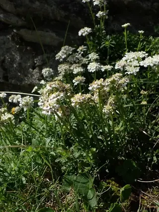 Evergreen candytuft (Iberis sempervirens), mature form