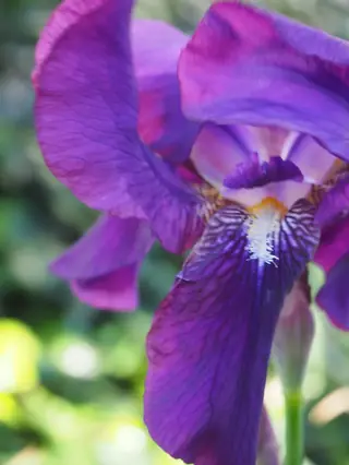 bearded iris (Iris germanica), habit