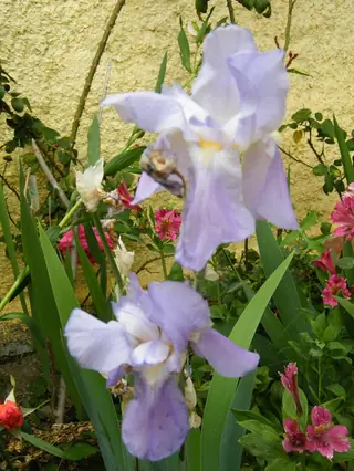 bearded iris (Iris germanica), fall color