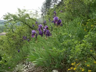 bearded iris (Iris germanica), mature form