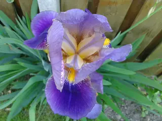 bearded iris (Iris germanica), bloom
