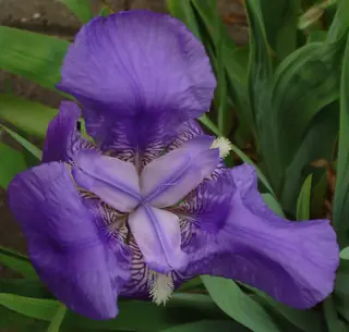 bearded iris (Iris germanica), foliage