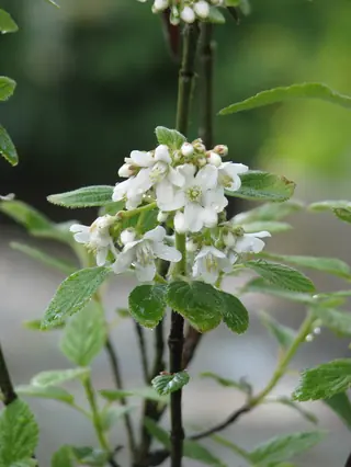Cliff jamesia / waxflower (Jamesia americana), fall color