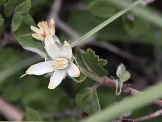 Cliff jamesia / waxflower (Jamesia americana), habit