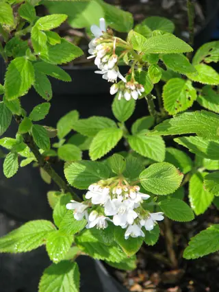Cliff jamesia / waxflower (Jamesia americana), bloom