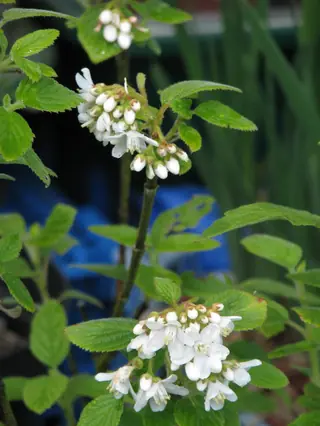 Cliff jamesia / waxflower (Jamesia americana), foliage