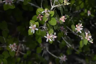 Cliff jamesia / waxflower (Jamesia americana), mature form