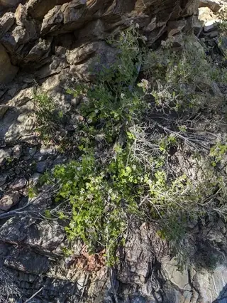 Cliff jamesia / waxflower