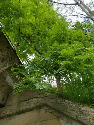 Black Walnut (Juglans nigra), bloom