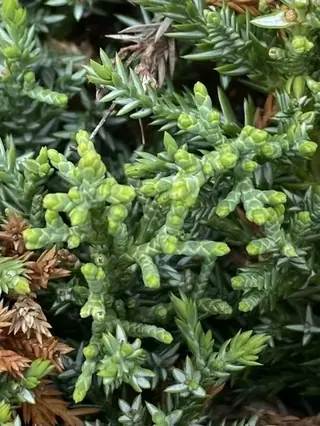 Chinese: Spartan Juniper (Juniperus chinensis), foliage
