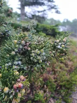 Chinese: Spartan Juniper (Juniperus chinensis), mature form