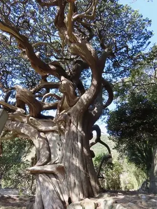 Juniper, 'Blue Point'
