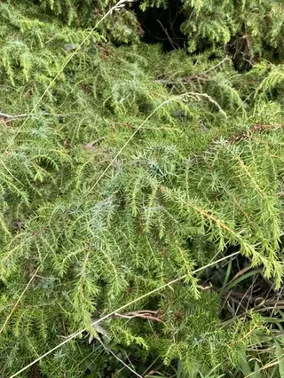 Common juniper (Juniperus communis), mature form