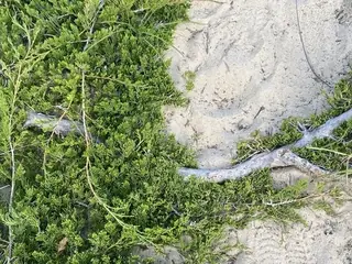 Creeping juniper