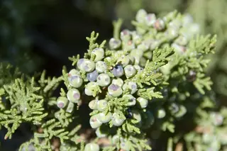 One: Seed Juniper (Juniperus monosperma), foliage