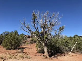 Juniper, One: Seed