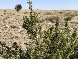 One: Seed Juniper (Juniperus monosperma), mature form