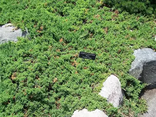 Japanese garden juniper