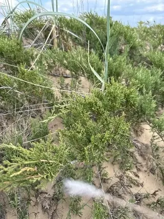 Savin juniper (Juniperus sabina), foliage