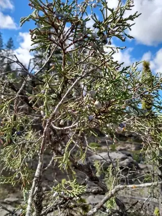 Juniper, Rocky Mountain