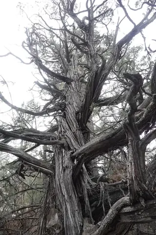 Rocky Mountain Juniper (Juniperus scopulorum), mature form