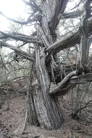 Rocky Mountain Juniper (Juniperus scopulorum), foliage