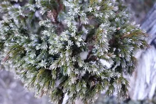 Blue Star juniper