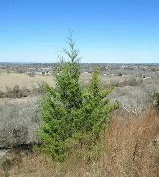 Juniper, Eastern Red Cedar: Hillspire, Idyllwild, Blue Arrow (Juniperus virginiana), mature form