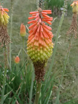 Regal Torchlily (Kniphofia caulescens), bloom