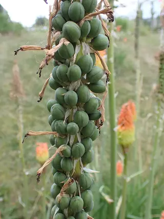 Regal Torchlily (Kniphofia caulescens), fall color