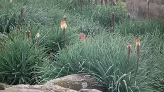 Regal Torchlily (Kniphofia caulescens), foliage